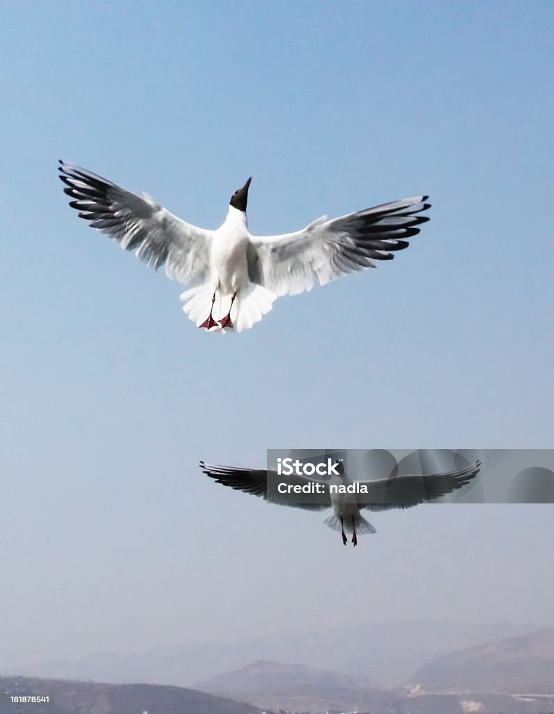 Mouette - Photo de Aile d'animal libre de droits