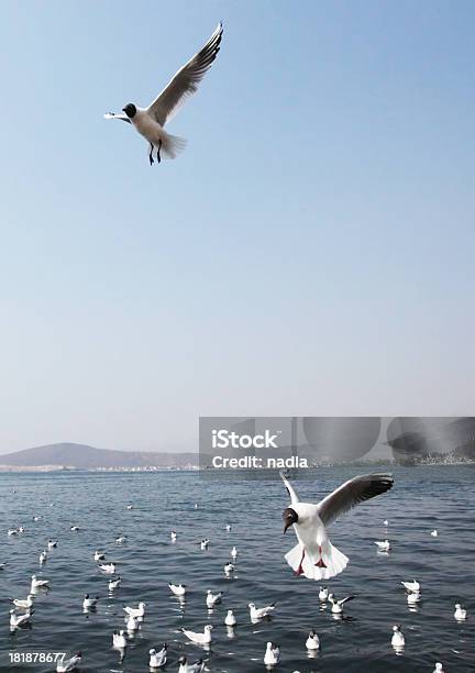 Gabbiano - Fotografie stock e altre immagini di Acqua - Acqua, Acqua potabile, Ala di animale