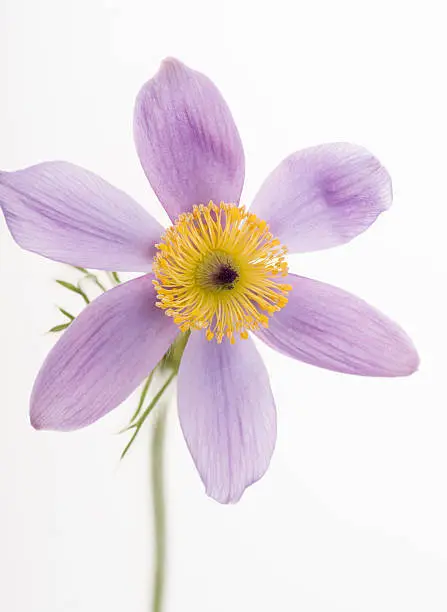 Pasque Flower (Pulsatilla vulgaris ) isolated on white background with shallow depth of field.