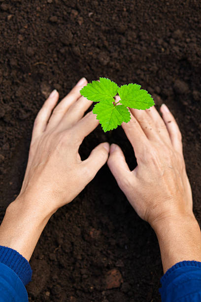 istock Woman caring for seedling 181878842