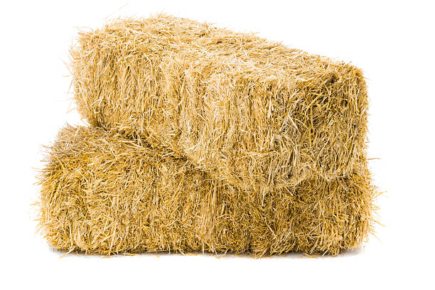 Two stacked bales of hay on white background stock photo