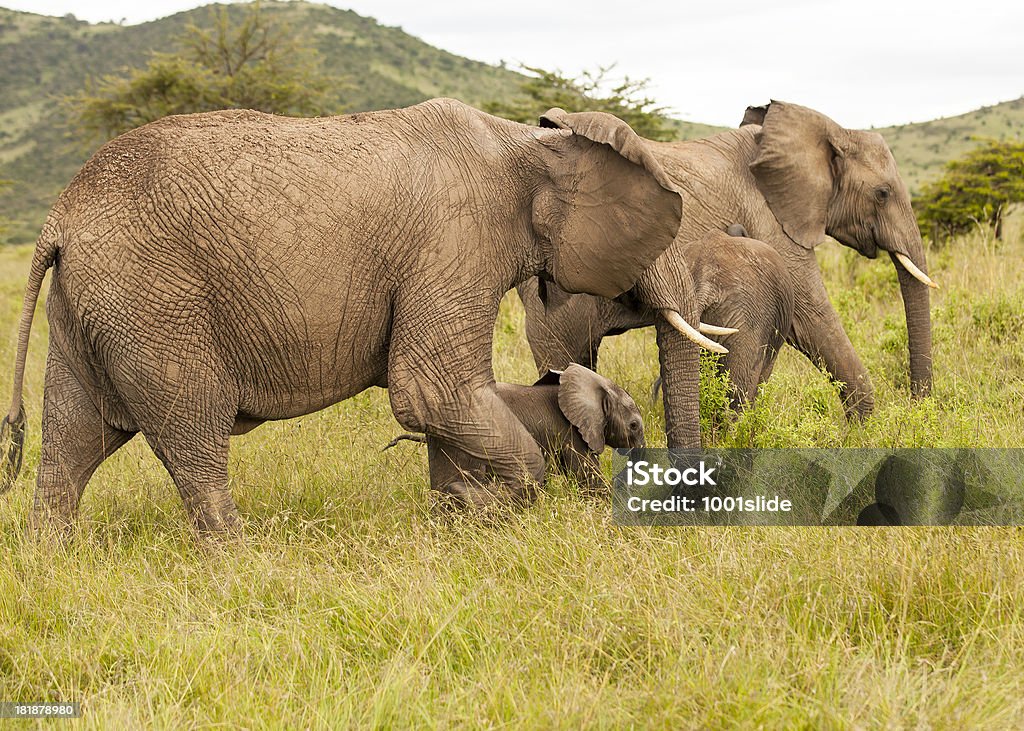 Elefantes africanos e bebés - Royalty-free Animal Foto de stock