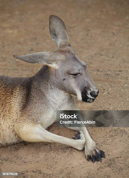 Foto de Sleepy Kangaroo e mais fotos de stock de Animal - Animal, Canguru, Cansado