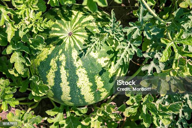 Ocultar En Hierba Foto de stock y más banco de imágenes de Cultivo - Cultivo, Sandía, Agricultura