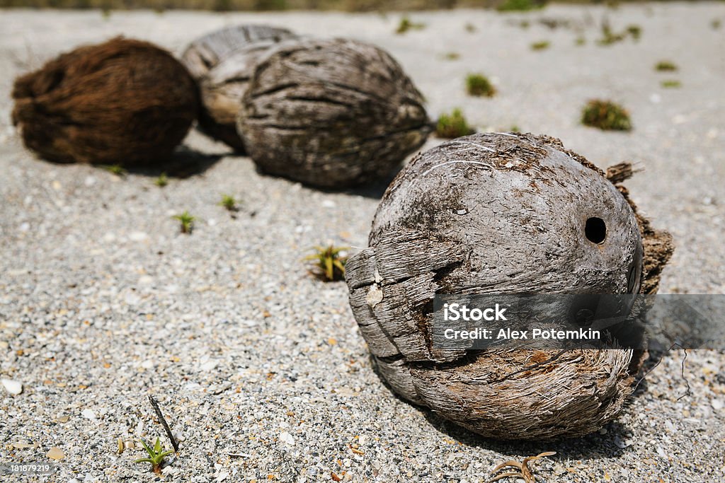 Old vacío agrietado coconuts on the playa tropical - Foto de stock de Agrietado libre de derechos