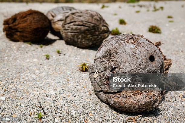 Old Vacío Agrietado Coconuts On The Playa Tropical Foto de stock y más banco de imágenes de Agrietado - Agrietado, Aire libre, Alimento