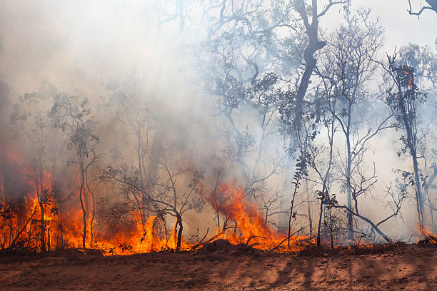 Wild fuoco - foto stock