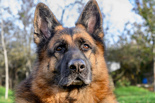 German shepherd dog sitting upright, ears pricked, serious, staring into the background behind the viewer, on guard, alert. Vigilant. behind the green grass.