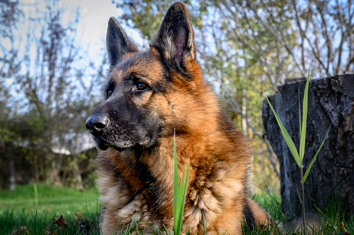German shepherd dog sitting upright, ears pricked, serious, staring into the background behind the viewer, to the left of the photo on guard, alert. Vigilant among the green grass.