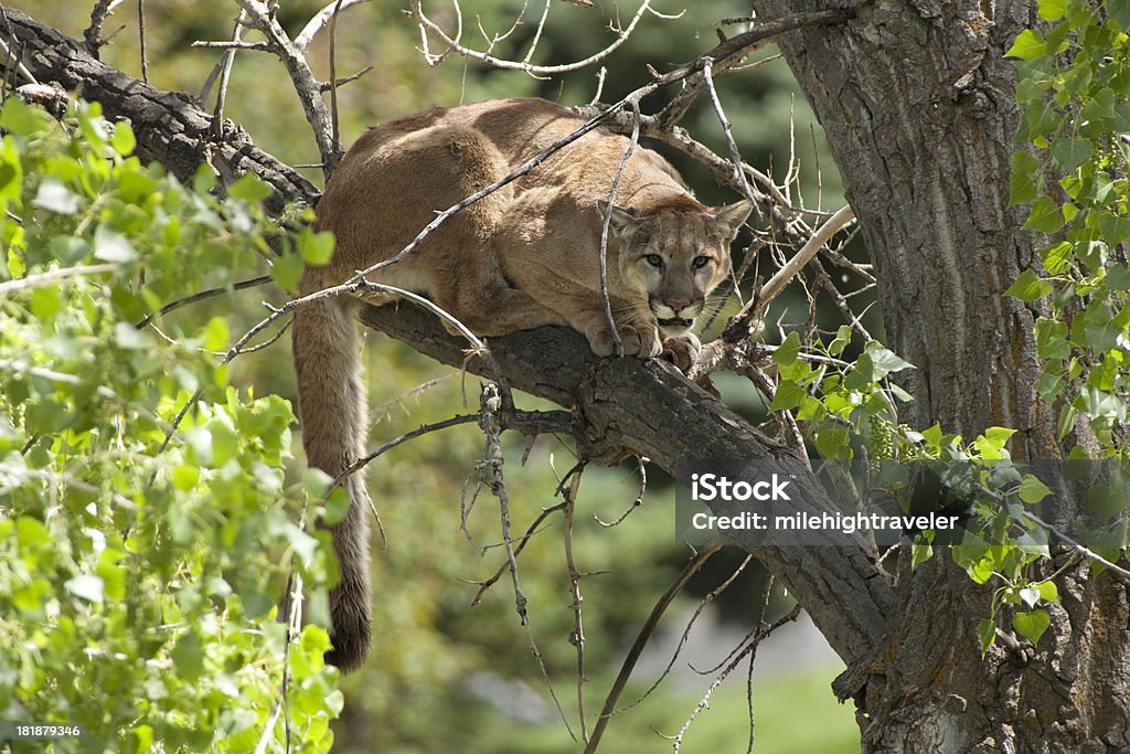 Wild mountain lion in cottonwood Morrison Colorado "Looking out from his perch in a cottonwood tree, a young male mountain lion (Colorado Division of Wildlife Staff suggested a two year old) stays in the afternoon shade in the foothills of Morrison, Colorado." Mountain Lion Stock Photo