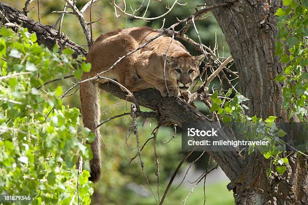 Wild Mountain Lion In Cottonwood Morrison Colorado Stock Photo - Download Image Now - Mountain Lion, Colorado, Animals In The Wild