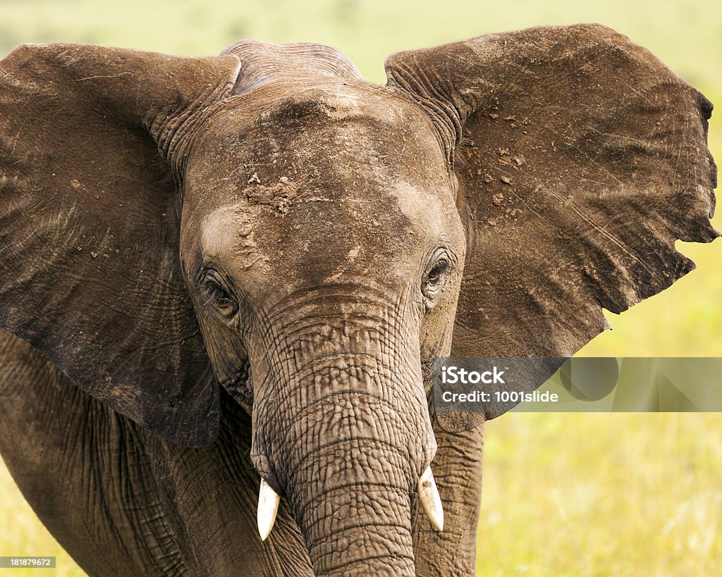 Elefante africano - Foto de stock de Animais de Safári royalty-free