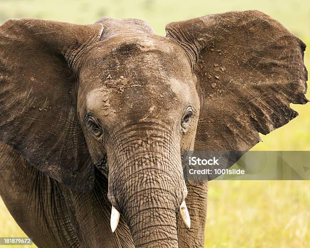 Elefante Africano - Fotografias de stock e mais imagens de Animal - Animal, Animal de Safari, Animal em via de extinção