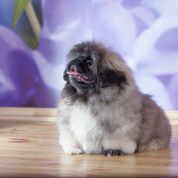 istock Pekinese puppy 181879691