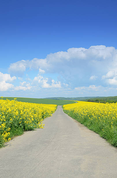 istock Farm road through flowering canola fields 181879749