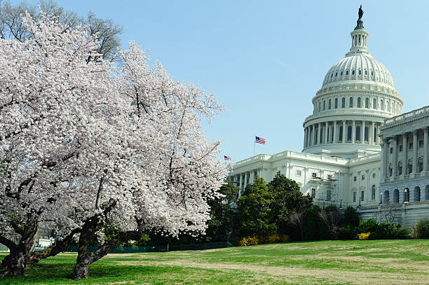 istock cherry blossoms at Capitol hill 181879858
