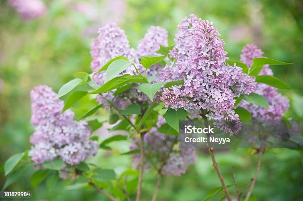 Lilás Bush - Fotografias de stock e mais imagens de Ao Ar Livre - Ao Ar Livre, Arbusto, Beleza natural