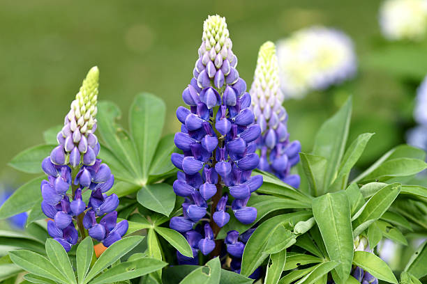 istock Blue colored Lupinus-Culitvars flowers 181880026