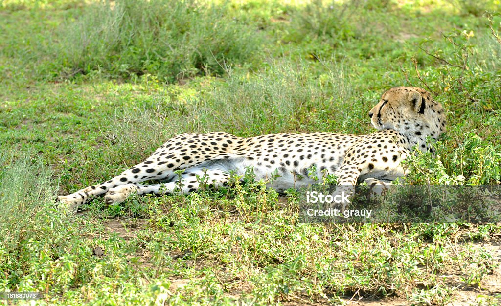Cheetah descansar na sombra - Foto de stock de Animal royalty-free