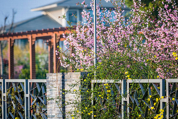 istock wooden villa and Plum blossoms at spring 181880220