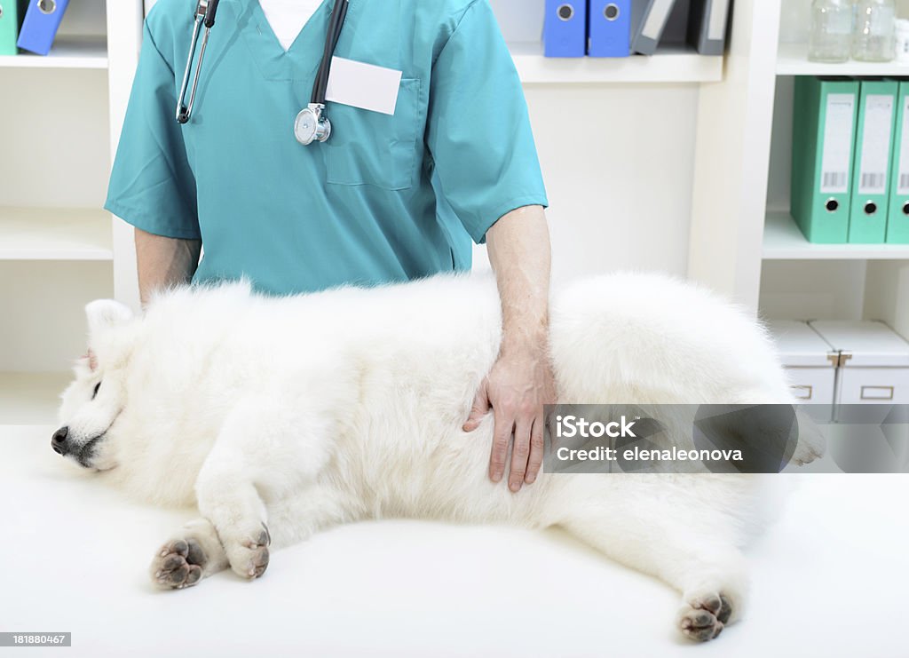 Tierarzt - Lizenzfrei Hund Stock-Foto