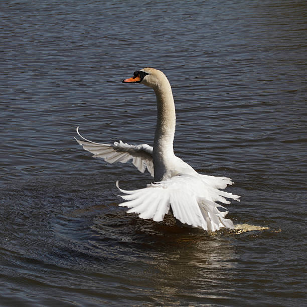 istock Mute swan settling wings after preening feathers 181880529