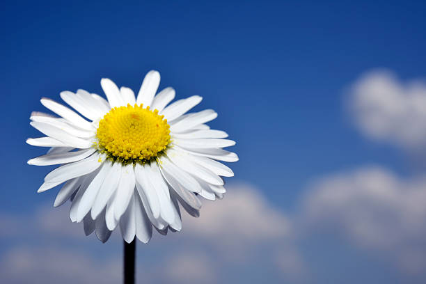 istock Little  spring flower on blue sky 181880550