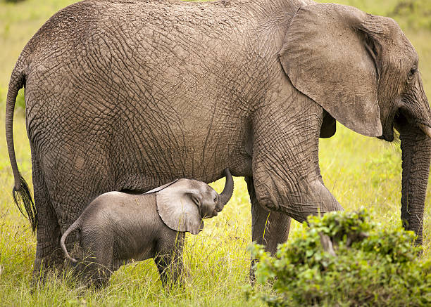 istock African Elephant and Hungry Calf 181880643