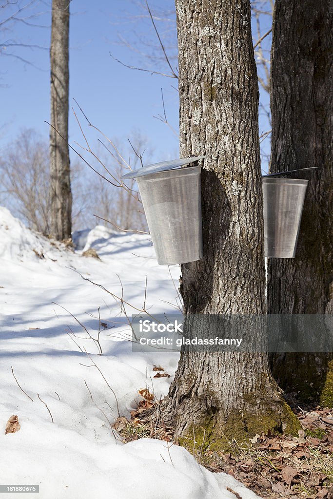 Maple Sap collezione primavera - Foto stock royalty-free di Collezione