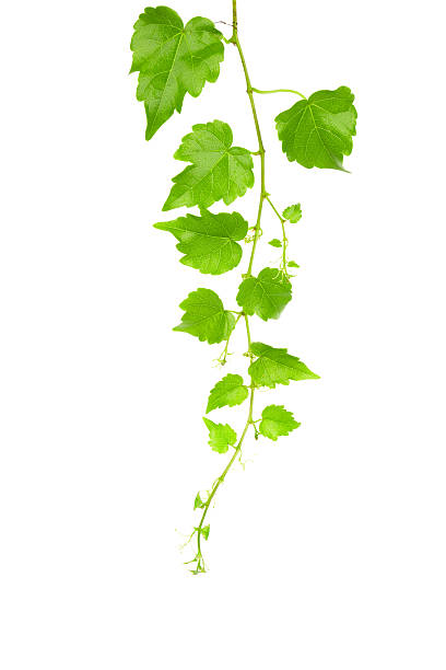 istock Ivy Vine isolated on white background 181880805