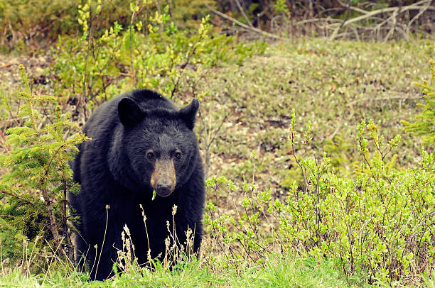 istock American black bear (Ursus americanus) at Banff National Park 181881026