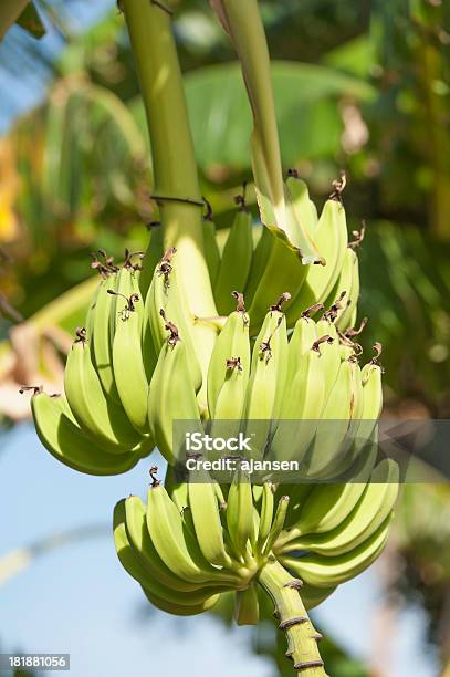 Plátano Para Colgar En Un Árbol Foto de stock y más banco de imágenes de Agua - Agua, Bananero, Botánica