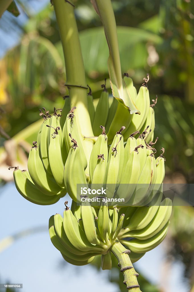 Banane appeso a un albero - Foto stock royalty-free di Acqua