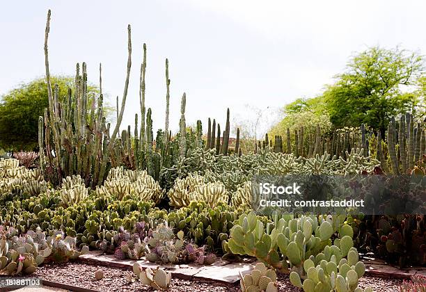 砂漠のサボテン - とげのストックフォトや画像を多数ご用意 - とげ, アメリカ南西部, アリゾナ州