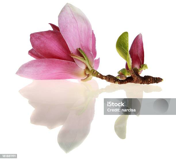 Magnólia Com Reflexão - Fotografias de stock e mais imagens de Botão - Estágio de flora - Botão - Estágio de flora, Branco, Cor de rosa