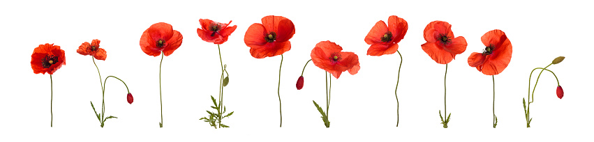 Poppy flowers in a row. Isolated on white.