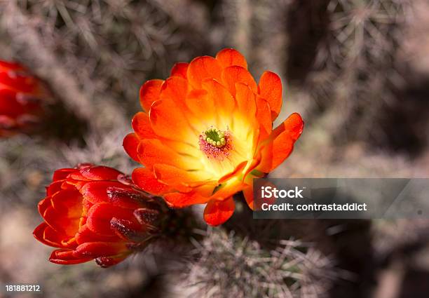 Photo libre de droit de Désert De Cactus banque d'images et plus d'images libres de droit de Arbre - Arbre, Arizona, Bouton de fleur