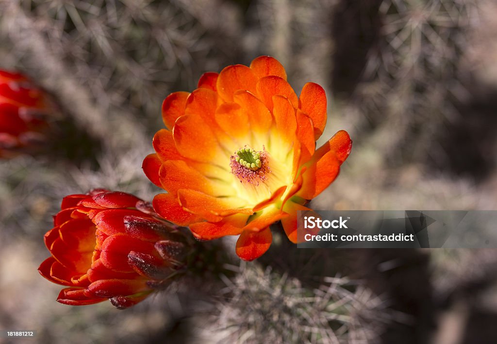 Пустыня с изображением кактусов - Стоковые фото Cholla Cactus роялти-фри