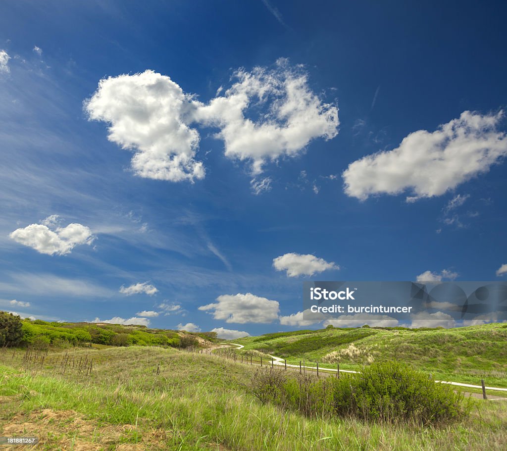 Sand dunes at Katwijk aan Zee, Netherlands "Sand dunes at Katwijk aan Zee, Netherlands" Animal Wildlife Stock Photo