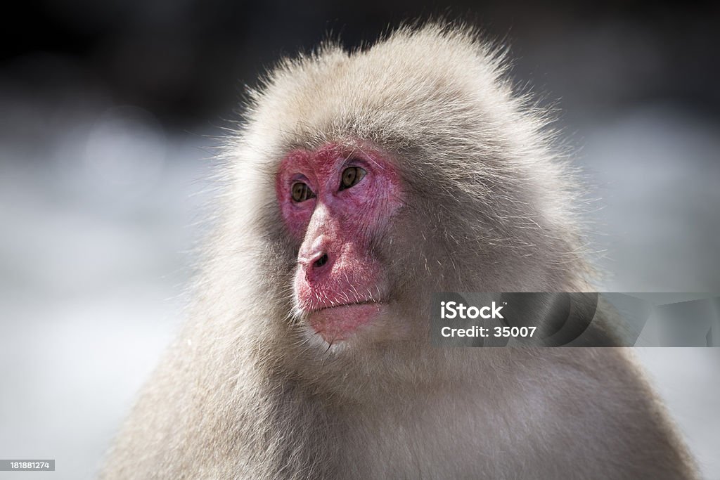 Monos de nieve retrato - Foto de stock de Mono - Primate libre de derechos