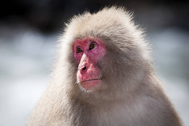 macaco retrato de neve - jigokudani imagens e fotografias de stock
