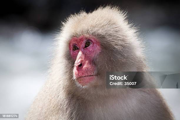 Foto de Macaco De Neve e mais fotos de stock de Macaco - Macaco, Macaco antropoide, Japão