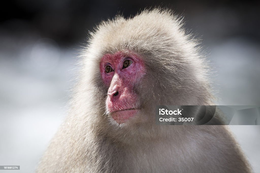 Снегом обезьяна Портрет - Стоковые фото Мартышковые роялти-фри