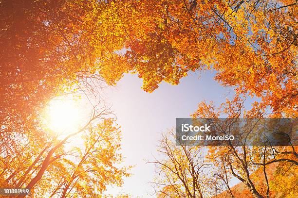 Incandescência Floresta No Outono - Fotografias de stock e mais imagens de Amarelo - Amarelo, Ao Ar Livre, Appalachia