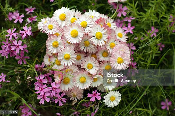 Wiosenne Kwiaty Na Trawie - zdjęcia stockowe i więcej obrazów Bez ludzi - Bez ludzi, Białe tło, Bukiet