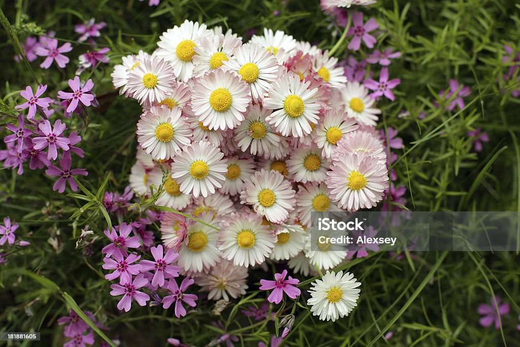 Primavera flores na relva - Royalty-free Acontecimentos da Vida Foto de stock