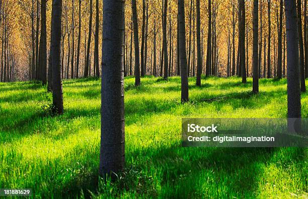 Poplar Legno - Fotografie stock e altre immagini di Pioppo - Pioppo, Albero, Ambientazione esterna