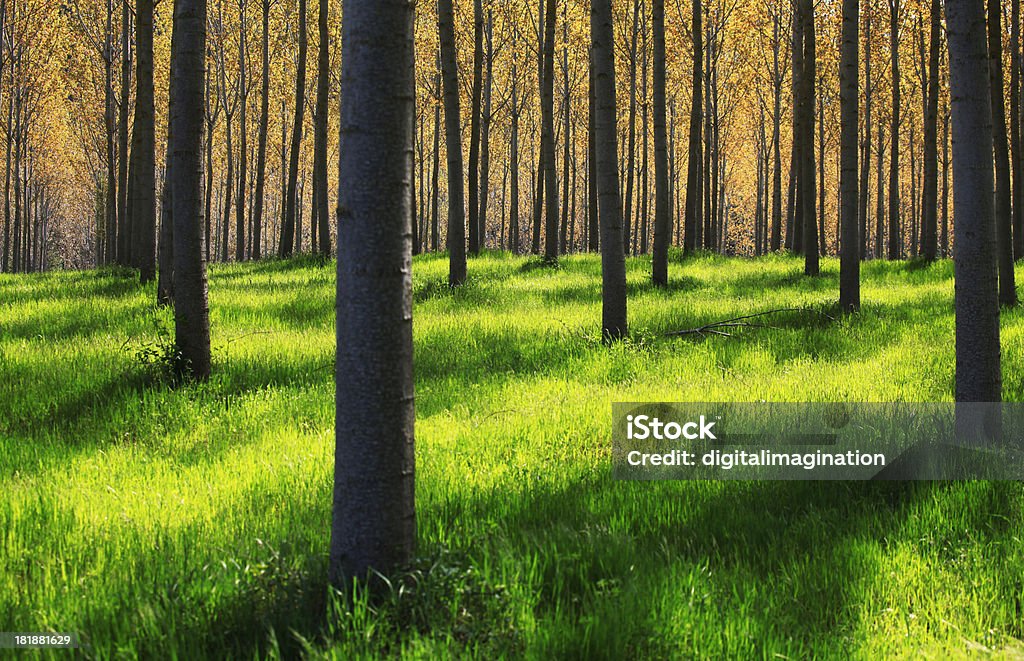 Poplar drewna - Zbiór zdjęć royalty-free (Topola)