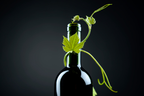 Bottle of wine and vine leaf