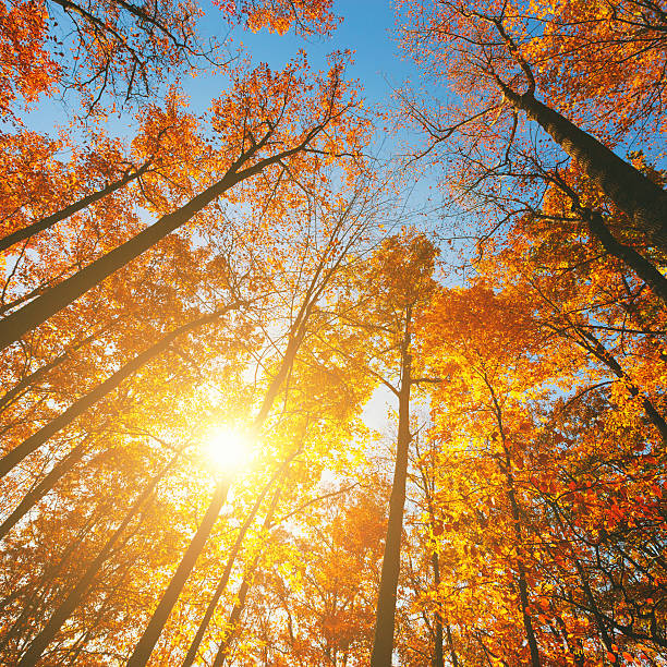 글로잉 임산 가을 - great smoky mountains great smoky mountains national park tree group of objects 뉴스 사진 이미지